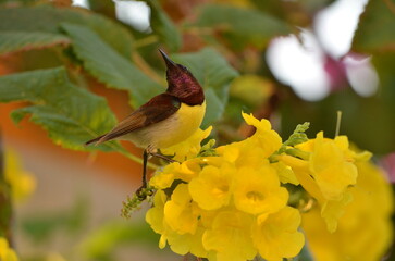 Arachnothère butinant des fleurs 
