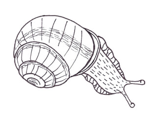 Illustration of black and white snail isolated on white background