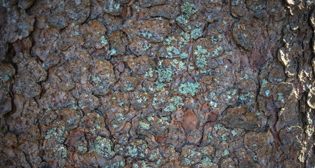 Photo of the texture of the bark of a tree. The trunk of a pine tree. Woodworking.Wood production.