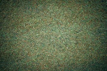 Photo of pine needles on the ground. The ground under my feet is covered with needles from a tree.