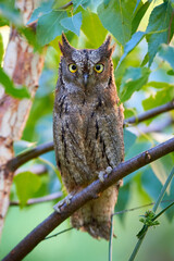 Eurasian scops owl sitting on a branch ( Otus scops )