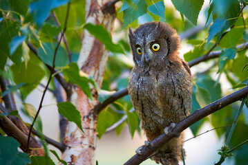 Eurasian scops owl in alert ( Otus scops )