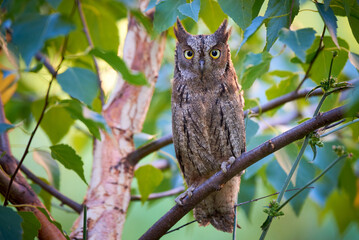 Eurasian scops owl sitting on a branch ( Otus scops )