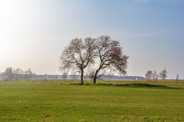 Obraz premium Bäume in der grünen Landschaft von Ummanz auf der Insel Rügen