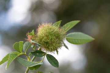 Bedegaur, a gall produced on rosebushes, especially on the sweetbrier or eglantine, by a gallfly (Diplolepis rosae)