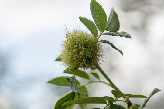 Bedegaur, a gall produced on rosebushes, especially on the sweetbrier or eglantine, by a gallfly (Diplolepis rosae)