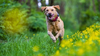 Selective focus shot of a labrador retriever running in the field