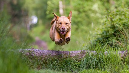 Selective focus shot of a labrador retriever jumping over alog in the forest