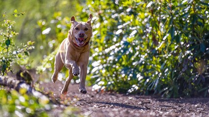 Selective focus shot of a labrador retriever running in the forest