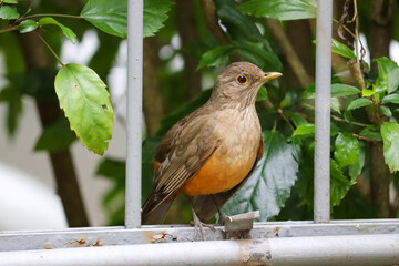Photograph of a Rufous-bellied thrush found in Porto Alegre, Rio Grande do Sul, Brazil.