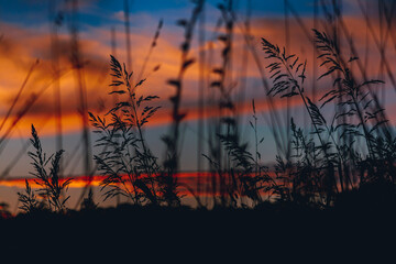 sunset in the forest