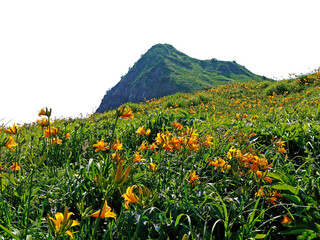 大野亀のトビシマカンゾウ