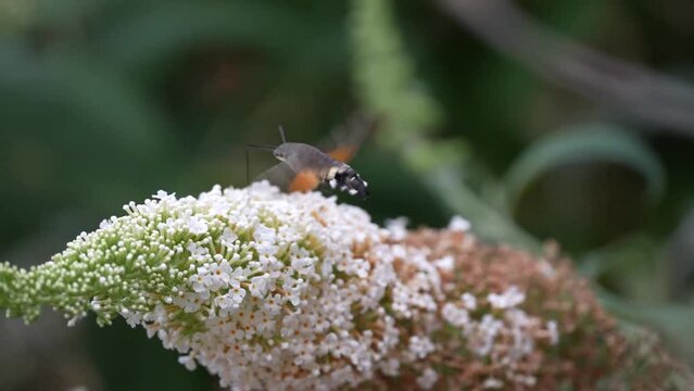 close-up of a hummingbird hawk-moth (Macroglossum stellatarum) feeding through its long proboscsis from white flowers of a buddleja buddleia bush