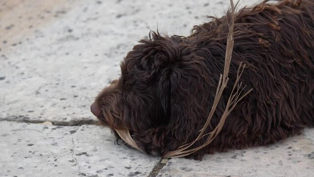 close-up of a pink-nosed red brown cockapoo puppy being mischievous