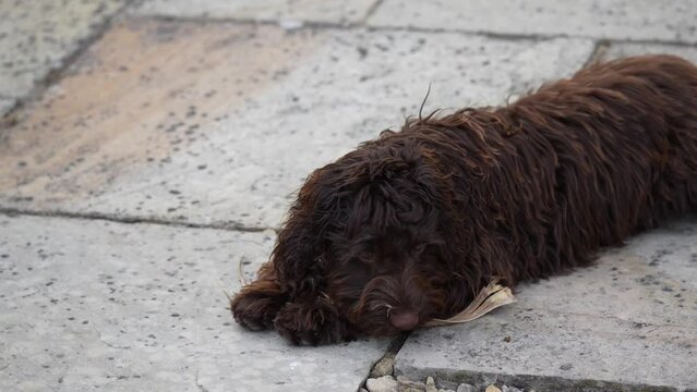 close-up of a pink-nosed red brown cockapoo puppy being mischievous
