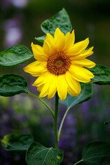 Obraz premium Bright sunflower