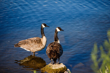 Wild Canada geese on the water