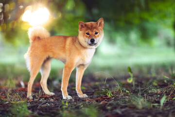 Beautiful shiba inu portrait 