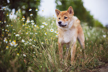 Shiba inu