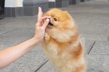 Hand of a young woman touches the nose of a red and yellow Pomeranian Spitz dog with a beautiful muzzle on a granite background