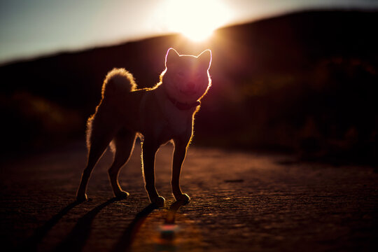 Shiba inu silhuette