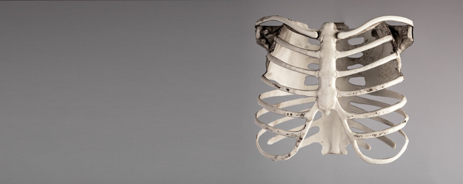 Banner with chest rib cage on grey background. Skeletal system anatomy, body structure, medical education. Place for text. High quality photo