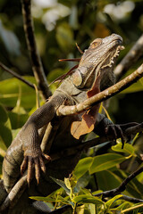 Common green iguana (Iguana iguana) resting on a tree in Tortuguero national park, Costa Rica