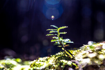 原生林に生える苔のクローズアップ。エコロジー,自然,環境,持続化のイメージ,背景素材