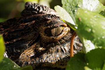 Close-up of an Alligator (Alligator mississippiensis) forehead and eye in Tortuguero river, Costa Rica