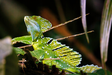 Common basilisk a.k.a Jesus-Christ lizard resting within the Tortuguero National Park mangrove,...
