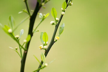 Photograph of the beginning of the flowering of a small bergamot tree in the garden.