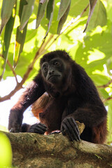 Howler monkey (simia belzebul) resting on a branch in Tortuguero national park, Costa Rica