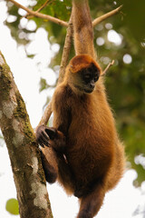 Black spider monkey (Simia paniscus) resting in a treel in Corcovado national park rainforest, Osa peninsula, Costa Rica