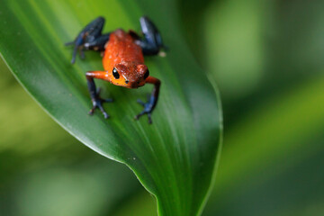 Blue-Jeans frog a.k.a strawberry frog (Oophaga pumilio / Dendrobates pumilio) in Horquetas, Heredia, Sarapiqui, Costa Rica