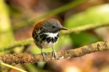 Spotted antbird (Hylophylax naevioides) perching on a branch in Santa Elena cloud forest, Costa Rica