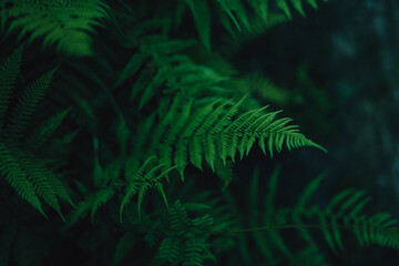 Waldfarn in der Detailansicht