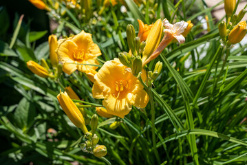 Fototapeta premium Yellow Daylily Growing Along the Trail