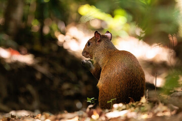Agouti (Mus aguti) in Curi Cancha reserve, Costa Rica