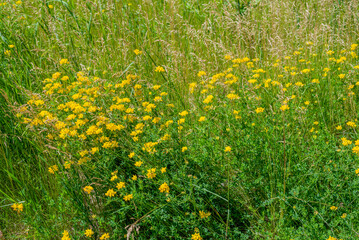 Yellow Crown Vetch Growing Along the Trail