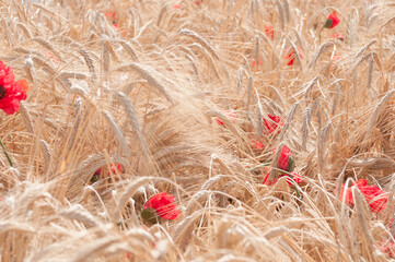 Wheat stems on a wheat field at summer. Harvesting time