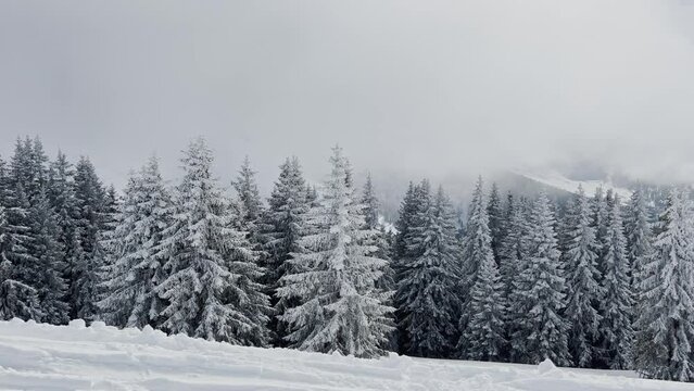 Fir forest in clouds after snowfall at winter mountains