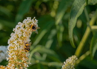 bumblebees (Bombus) feeding on a buddleja buddleia bush white flowers
