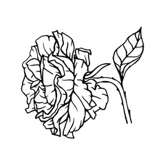 Rose flower linear sketch. Vector graphics.