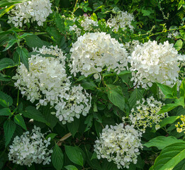 White garden flowers. Beautiful inflorescences with oblong leaves. Delicate creamy petals.