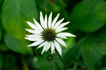 Echinacea white, a garden flower with white petals. The plant blooms all summer.