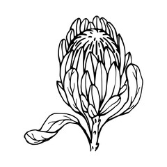 Linear sketch of a protea flower. Vector graphics.