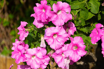 Petunia, garden flower, purple, pink surfinia. The flowers bloom and fade.