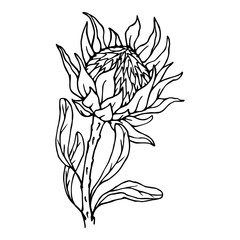 Linear sketch of a protea flower. Vector graphics.