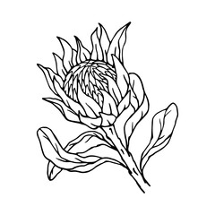 Linear sketch of a protea flower. Vector graphics.