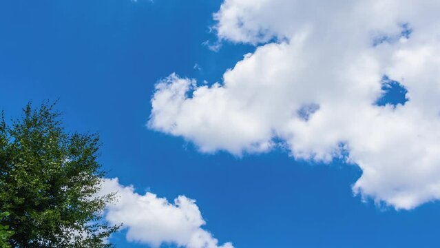 Daytime time lapse of clouds flying across the blue sky with a tree. Truck shot